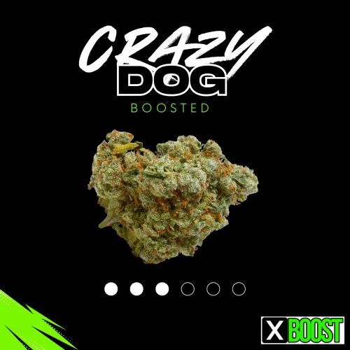 Crazy Dog – Fleur CBD Boostée à la Magic Sauce™ • THC ≤ 0,3 %