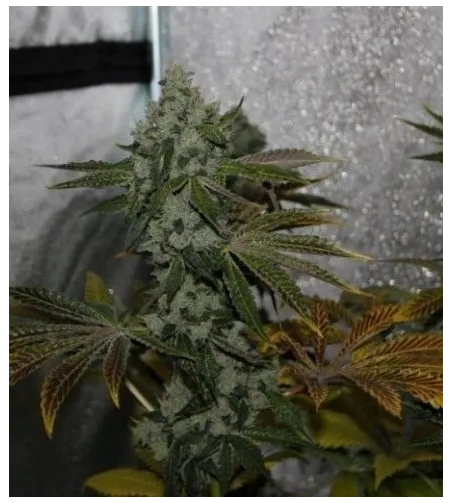 Strawberry Sour - XBoost 10% - Indoor Suisse